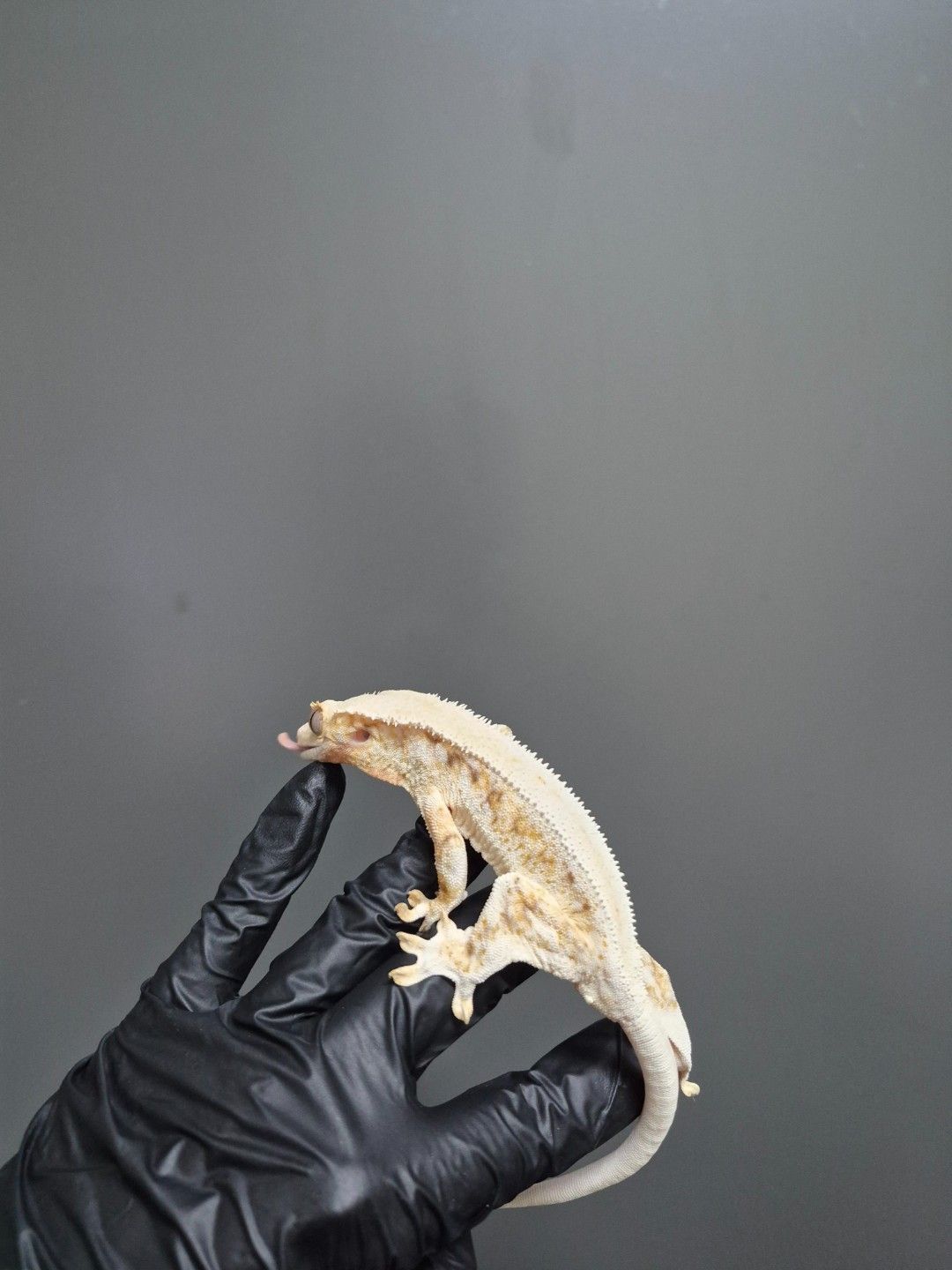 scaled_36793.jpg