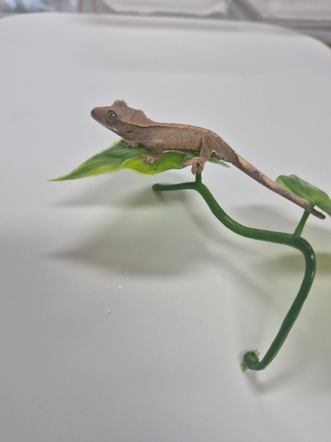 scaled_38863.jpg