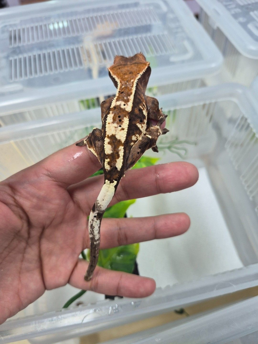 scaled_38681.jpg