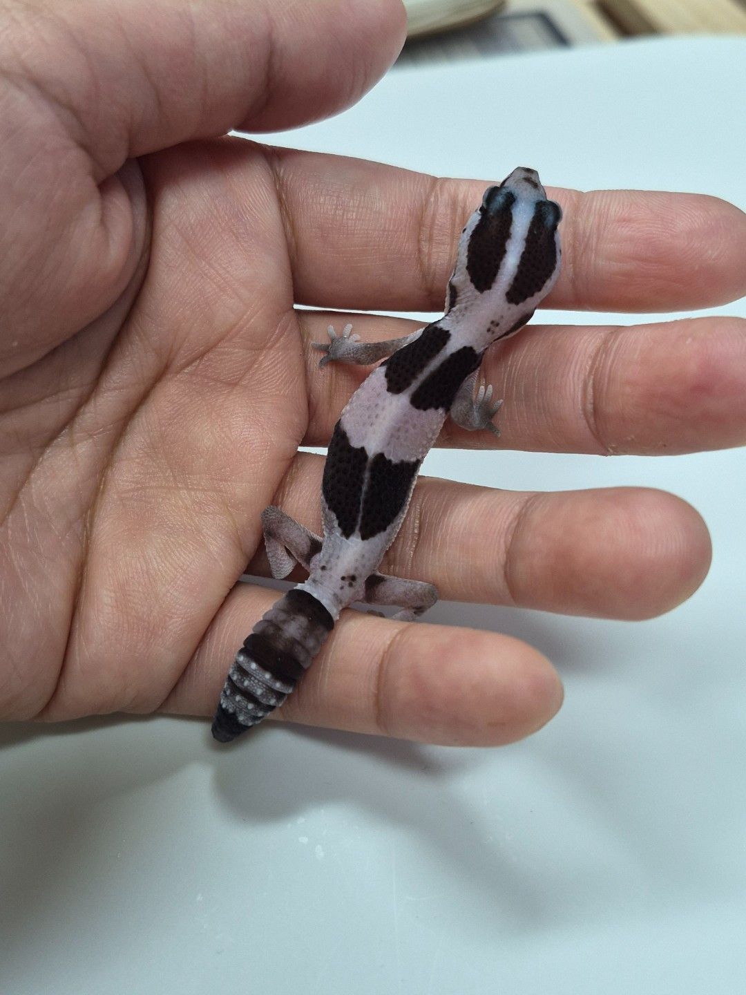 scaled_38975.jpg