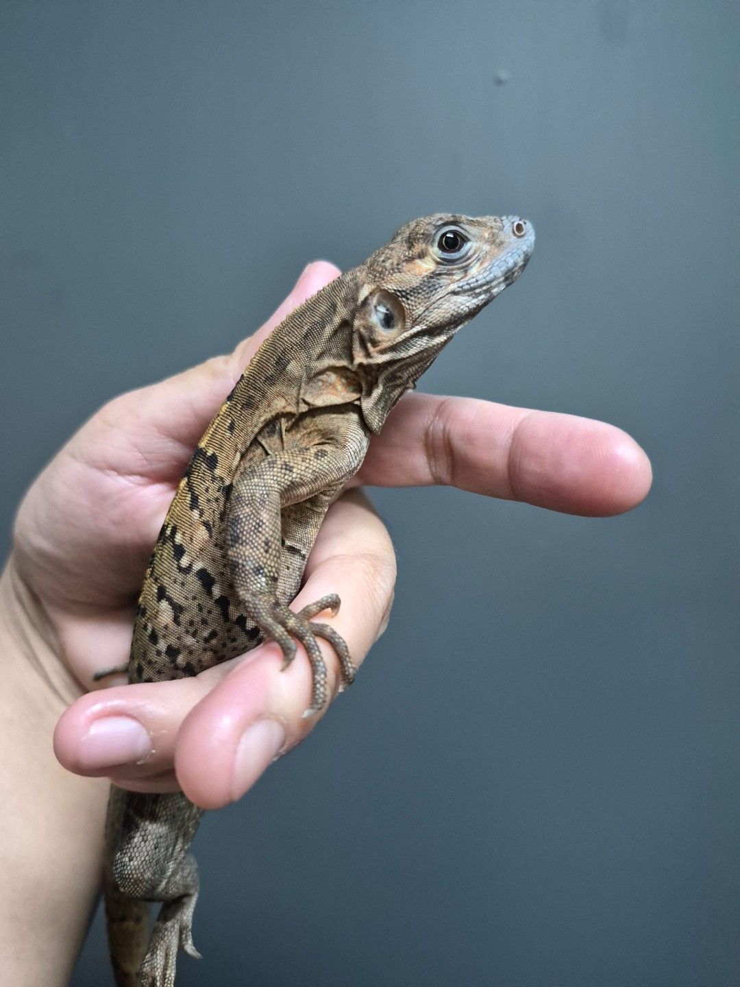 scaled_32967.jpg