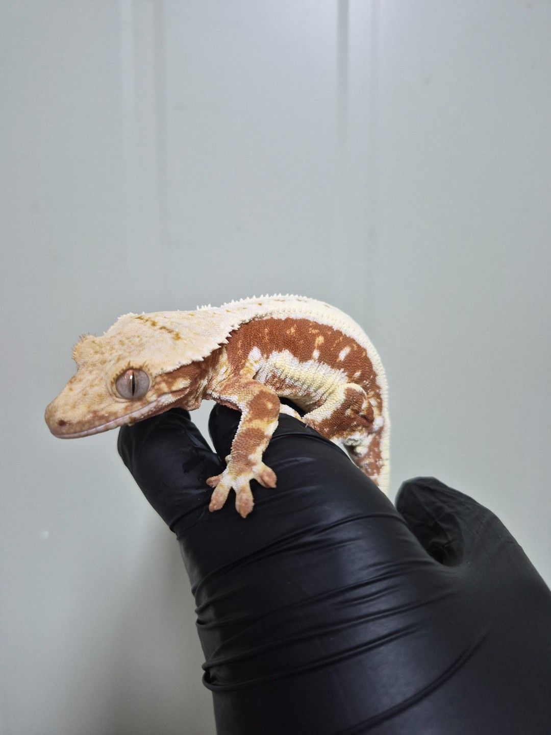 scaled_32212.jpg