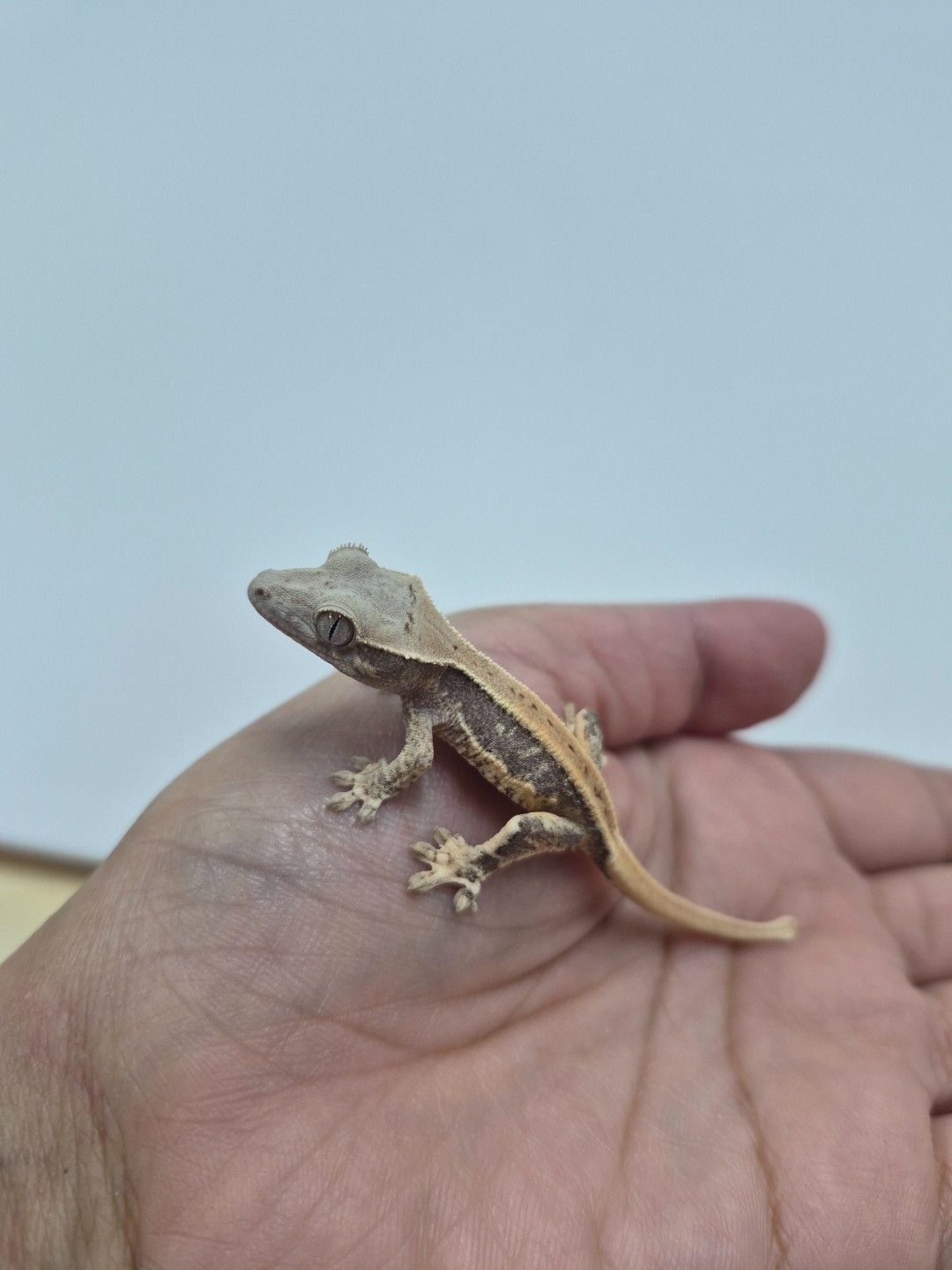 scaled_37706.jpg