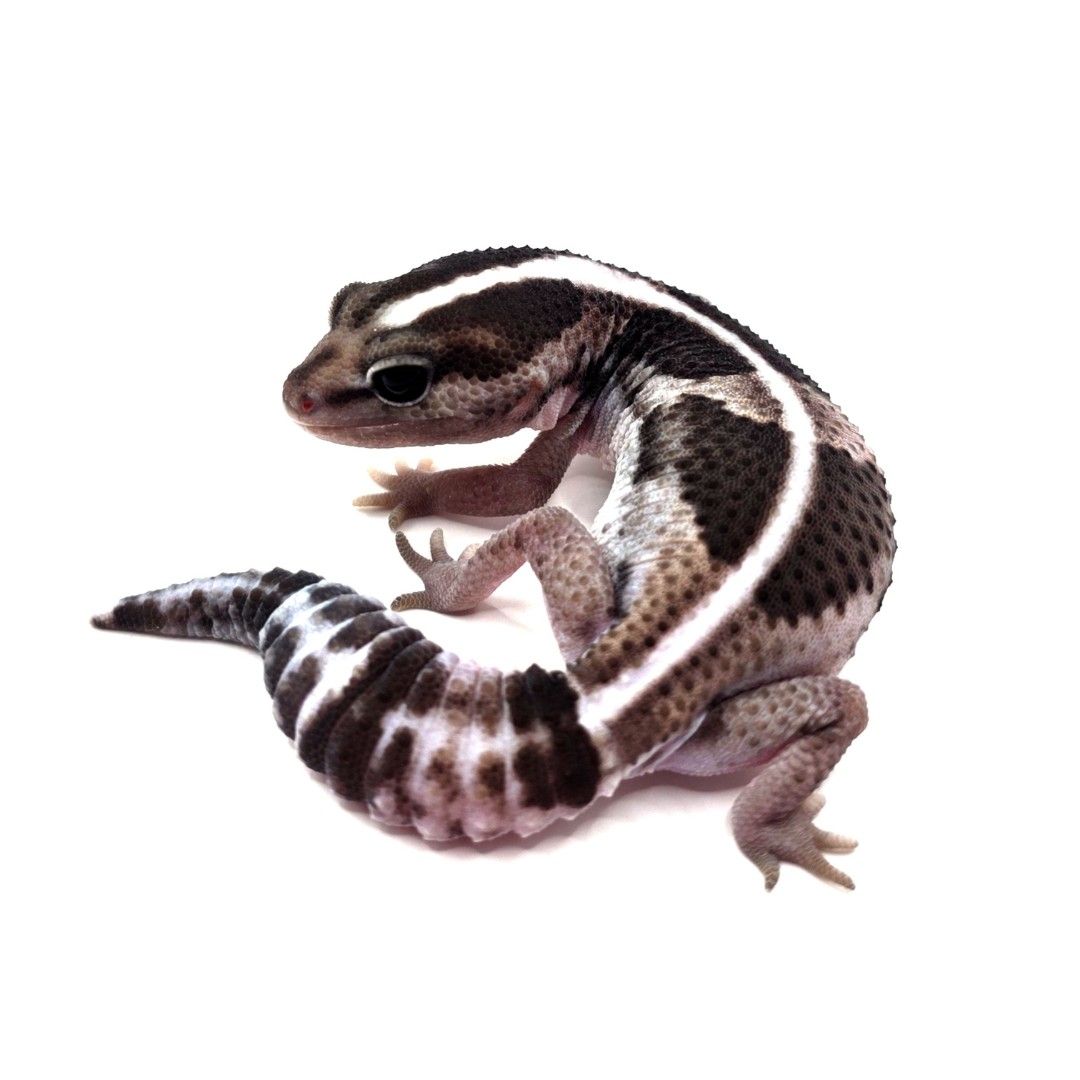 [F003] 오레오 펫테일 게코 F.jpg