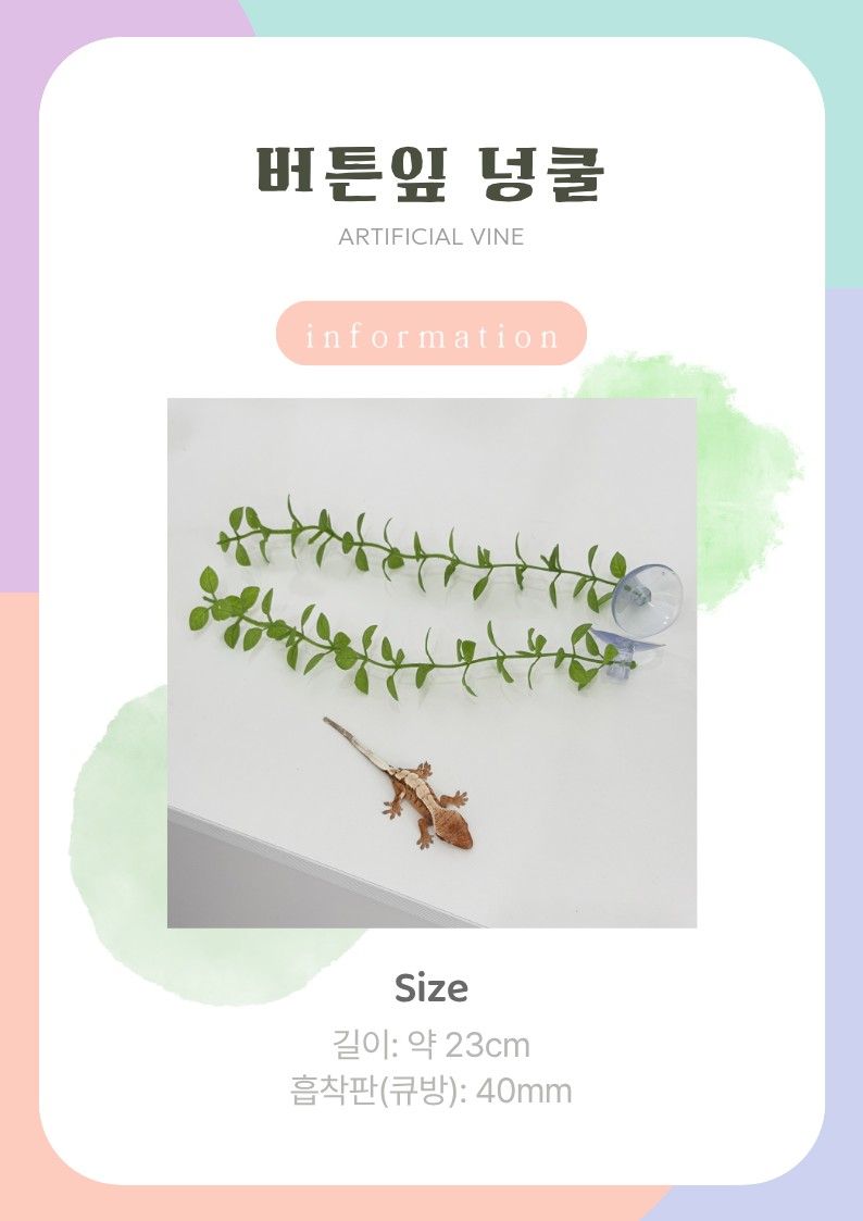 버튼잎 넝쿨.jpg